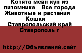 Котята мейн-кун из питомника - Все города Животные и растения » Кошки   . Ставропольский край,Ставрополь г.